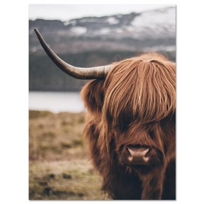 Highland Cow Wild Animals Canvas Painting Cattle Posters and Print Nordic Scandinavian Cuadros Wall Art Picture for Living Room