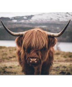 Highland Cow Wild Animals Canvas Painting Cattle Posters and Print Nordic Scandinavian Cuadros Wall Art Picture for Living Room