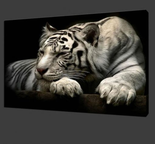 Beautiful White Tiger Modern Animals Poster Printed on Canvas