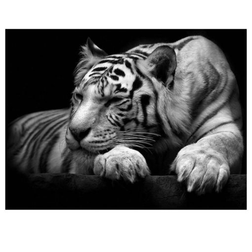 Beautiful White Tiger Modern Animals Poster Printed on Canvas - Image 4