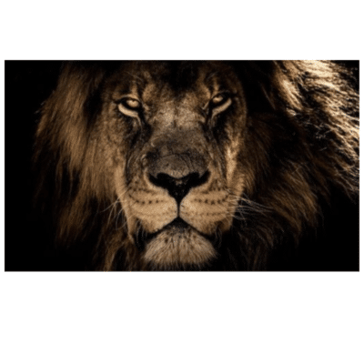 African Lion Head Art Printed on Canvas