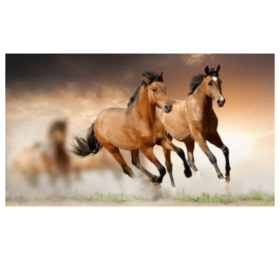 Beautiful Horses 4