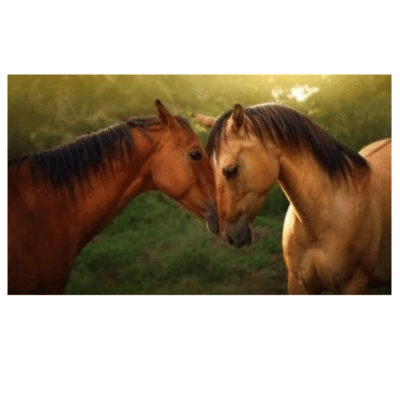 Beautiful Horses in love