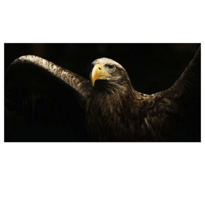 Eagle