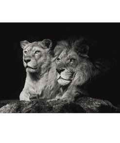 Lion Couple Picture Black and White