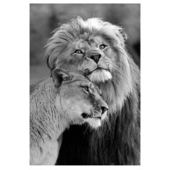 Lion Couple