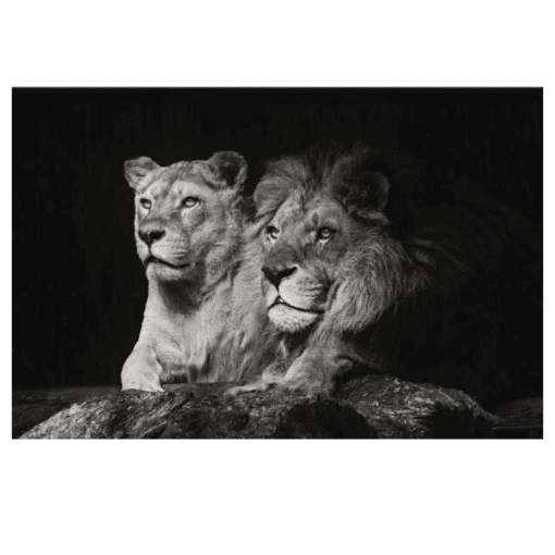 Lion Couple Picture Black and White