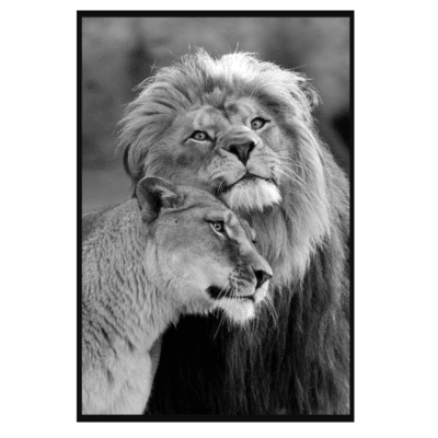 Lion Couple