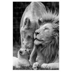 Lion Family 1