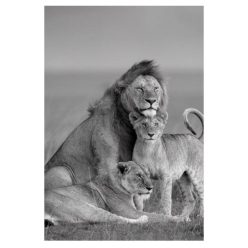 Lion Family 2