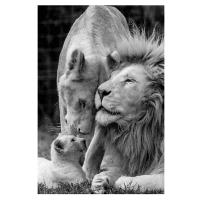 Lion Family