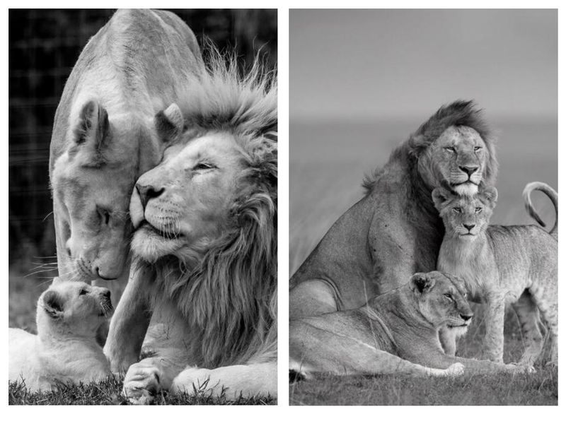 Lion Family Picture Black and White