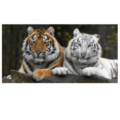 Tigers