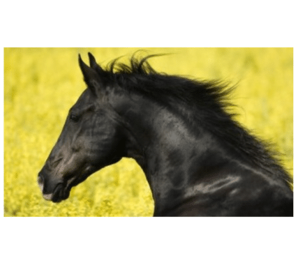 beautiful black horse