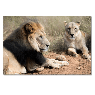 Lion Couple