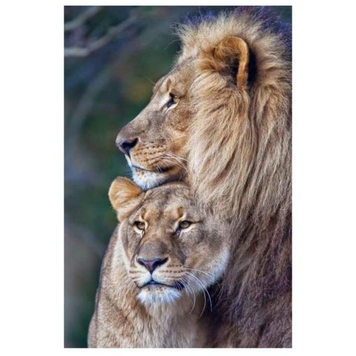 Lion Family Wall Art Decoration Printed on Canvas - Image 2