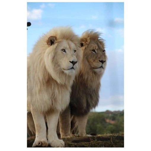 Lion Family Wall Art Decoration Printed on Canvas - Image 5