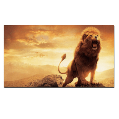 Lion at Sunrise