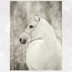 White Horse 2