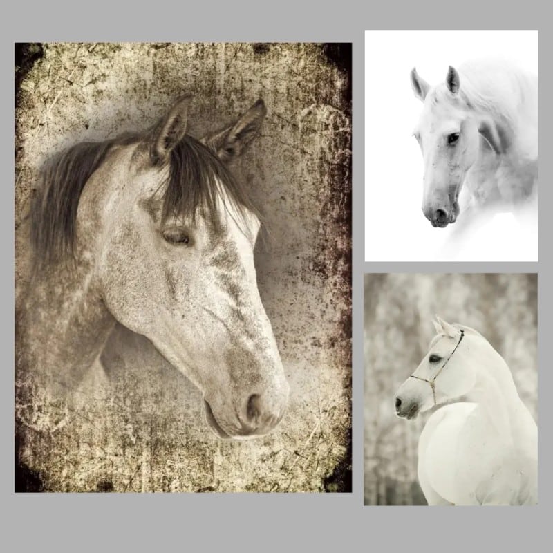 White Horses Artwork Printed on Canvas