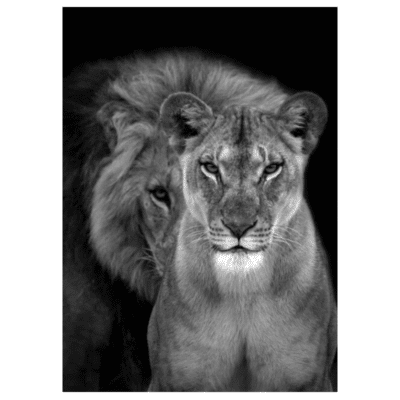 Lions and Other Animals 26