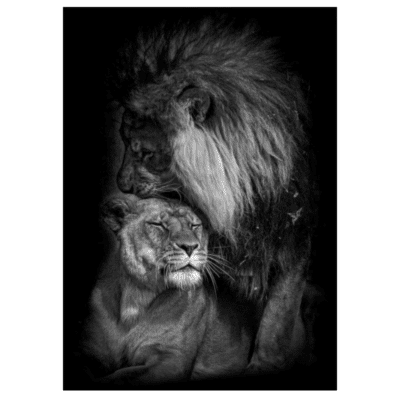 Lions and Other Animals 4