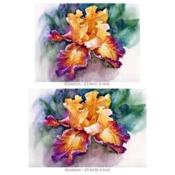 Abstract Colorful Iris