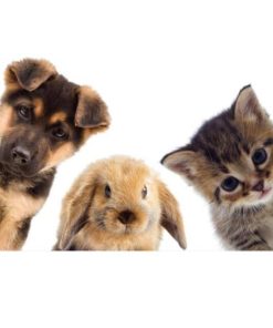 Cute Animals Dog Rabbit Cat 1