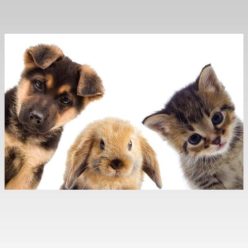 Cute Animals Dog Rabbit Cat 3