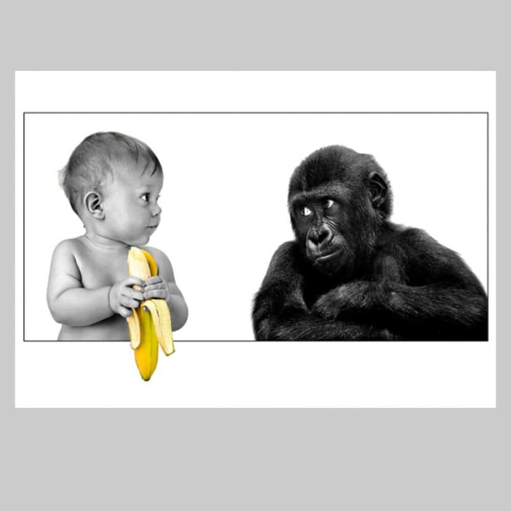 Ape Watching Baby Holding Banana Printed on Canvas