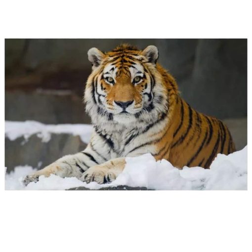 Tiger Lying in Snow Picture Printed on Canvas - Image 2