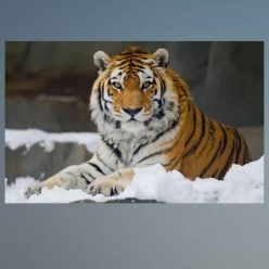 Tiger Lying in Snow 2