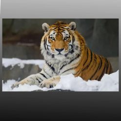 Tiger Lying in Snow 3