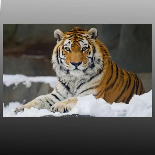 Tiger Lying in Snow Picture Printed on Canvas - Image 4