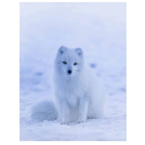 Happy Fox Enjoying the Day In The Snow Printed on Canvas - Image 2