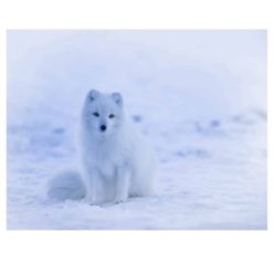 Happy Fox Enjoying the Day In The Snow B