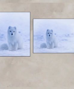 Happy Fox Enjoying the Day In The Snow Printed on Canvas