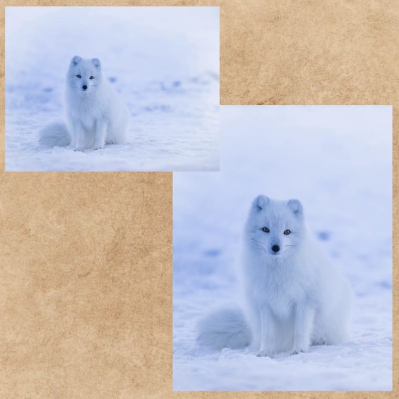 Happy Fox Enjoying the Day In The Snow