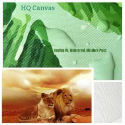 Lion Quality Canvas