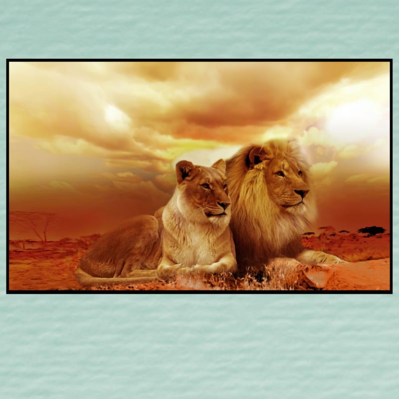 Lion and a Lioness Enjoying the View Printed on Canvas