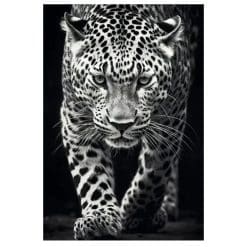 Images of Panthers 2